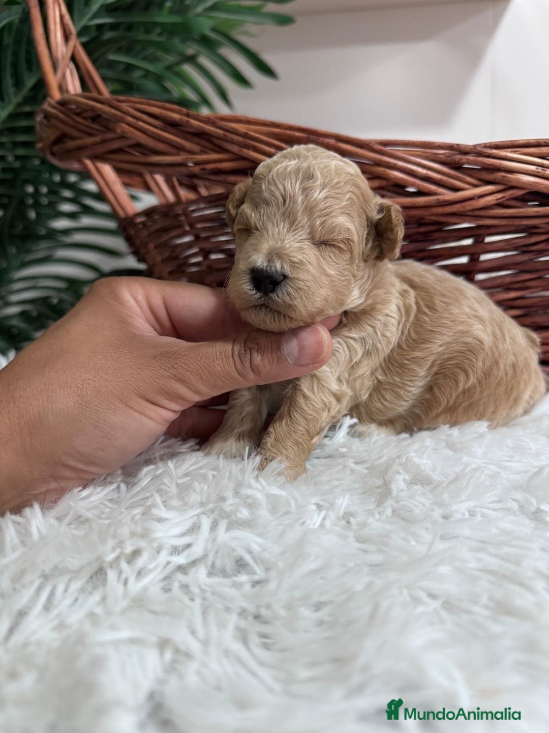 Maltipoo perros en venta: MALTIPOO HEMBRA - Imagen 18