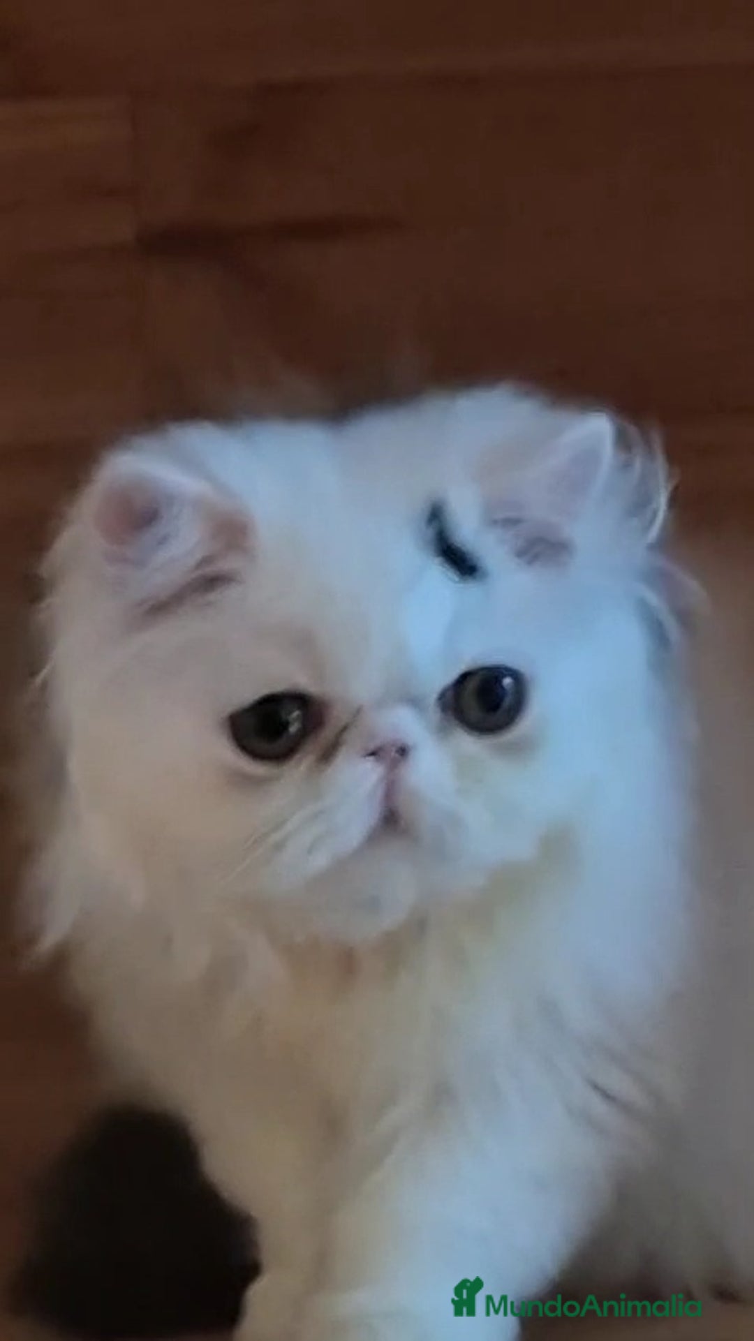 Persa gatos en venta: Gatito Persa - Anuncio 8