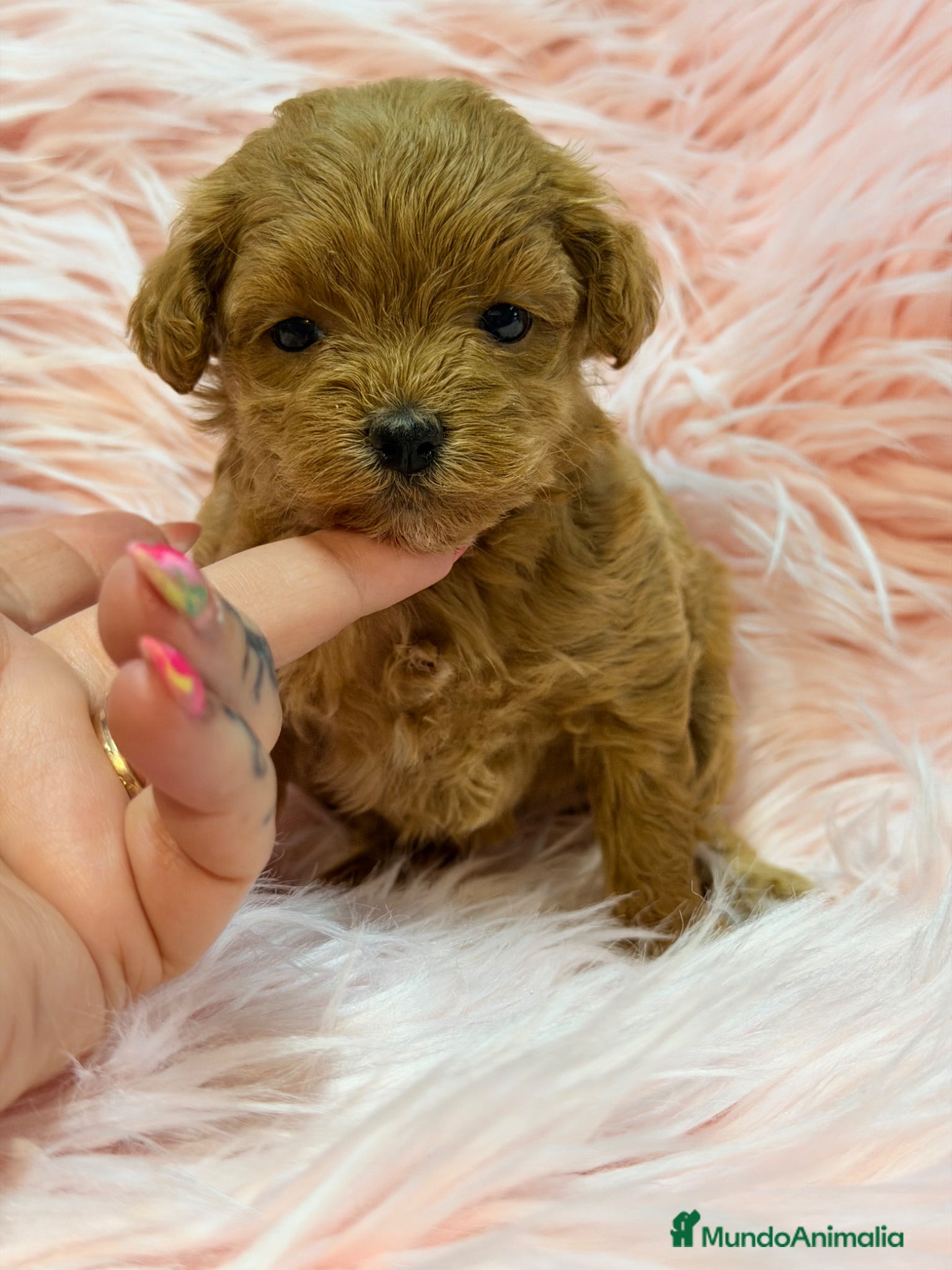 Maltipoo perros Maltipoo rojo pimentón  - Anuncio 1
