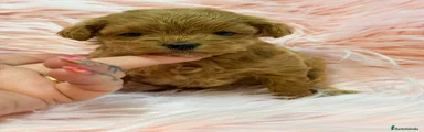 Maltipoo Cachorro 1