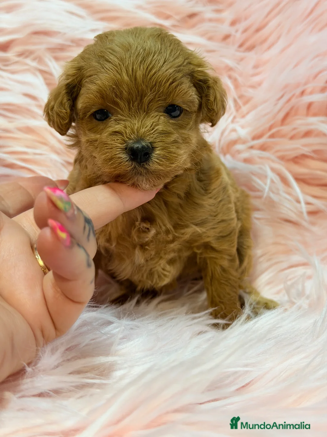 Maltipoo perros en venta: Maltipoo rojo pimentón  - Anuncio 1