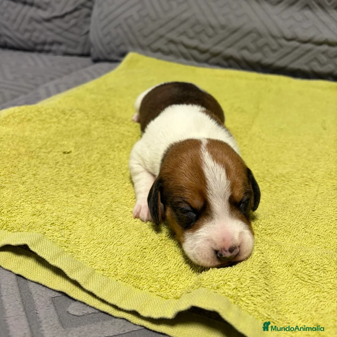 Beagle perros en venta: Beagle  - Anuncio 2