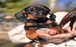 Teckel Miniatura perros en venta: Teckel negro fuego mini - Anuncio 6