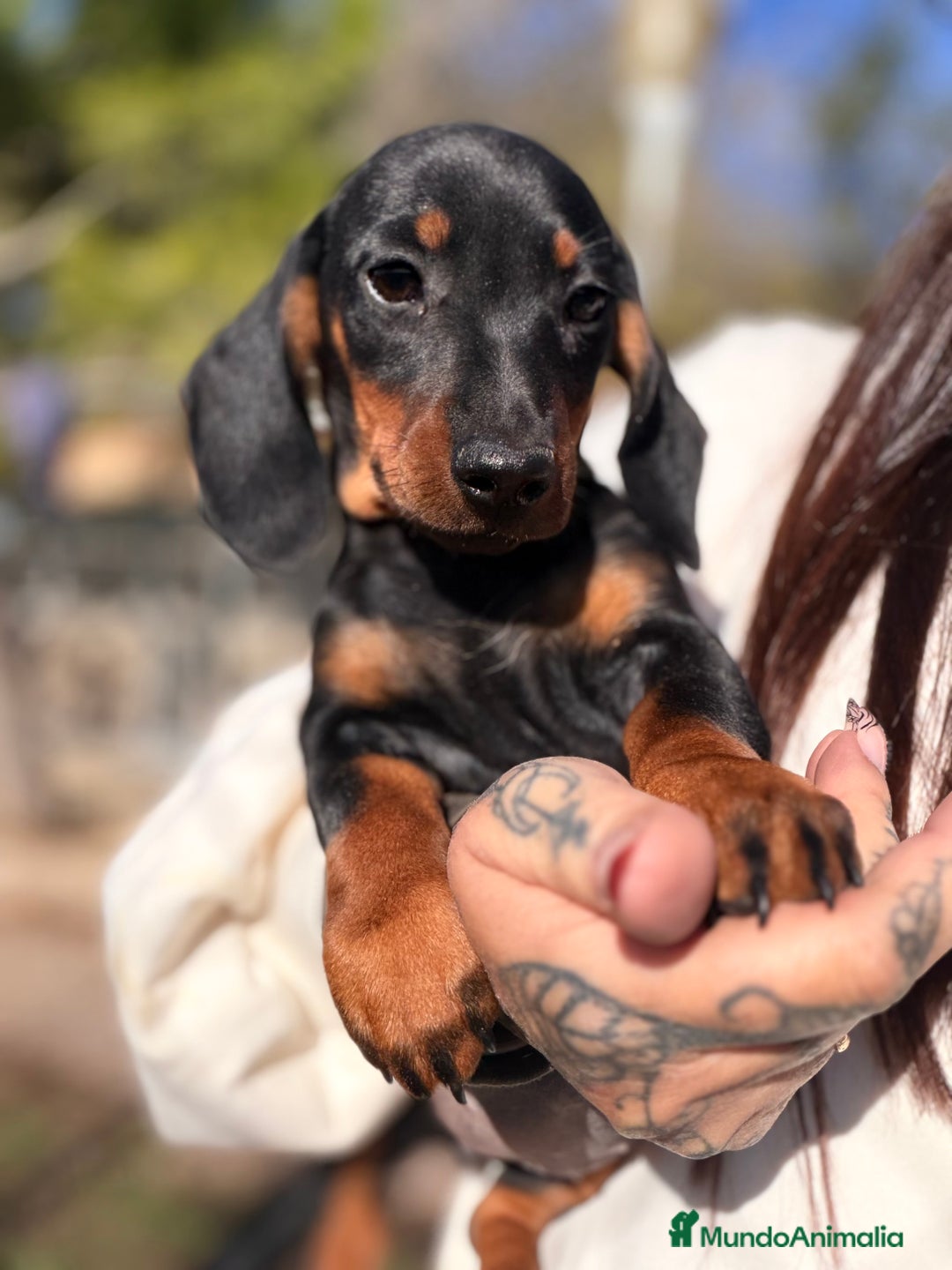 Teckel Miniatura perros en venta: Teckel negro fuego mini - Anuncio 6