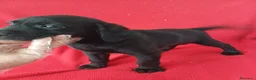 Labrador Retriever perros en venta: Labrador Retriever Negro  - Anuncio 3