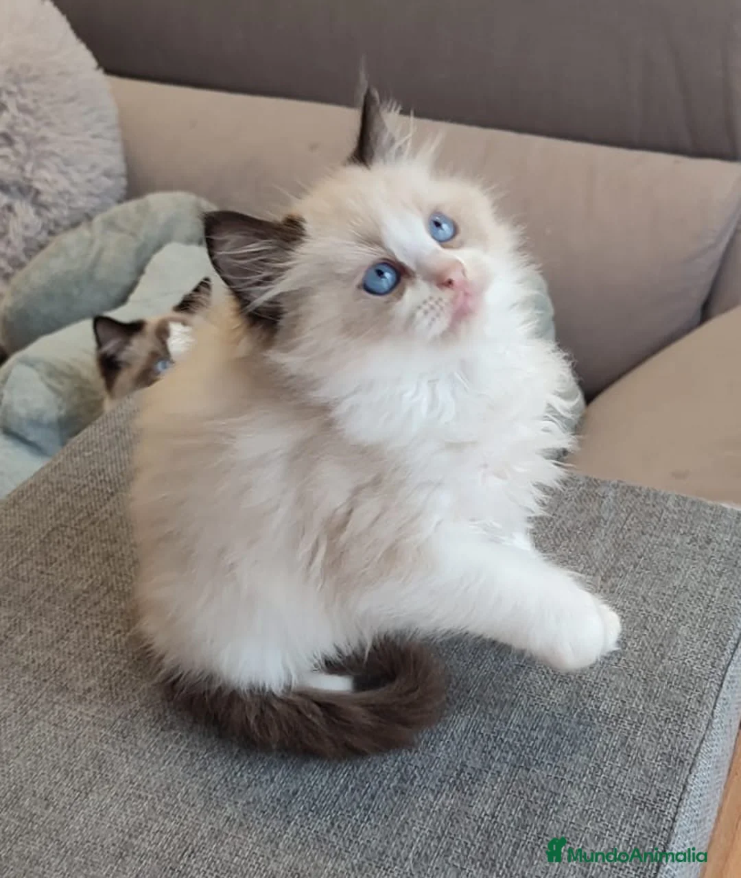 Ragdoll gatos en venta: Gatitos Ragdoll - Anuncio 10