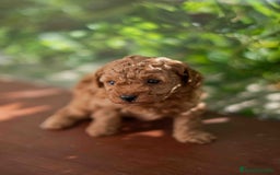 Caniche Toy perros en venta: Caniche toy macho - Imagen 9