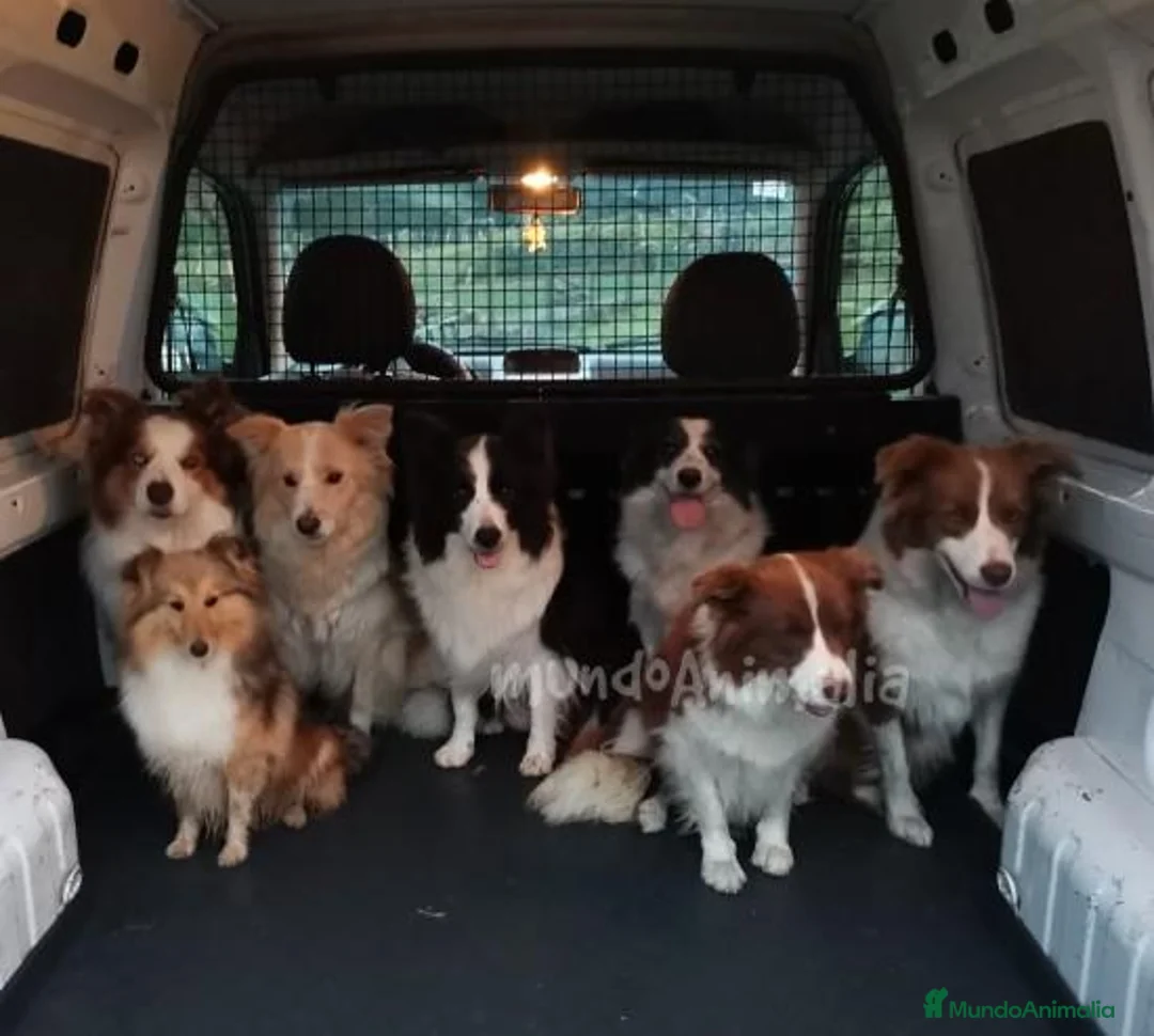 Imagen de galería {{count}}