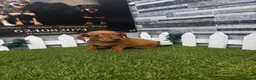 Teckel perros en venta: TECKEL  - Anuncio 1
