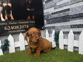 Teckel perros TECKEL - Anuncio 4