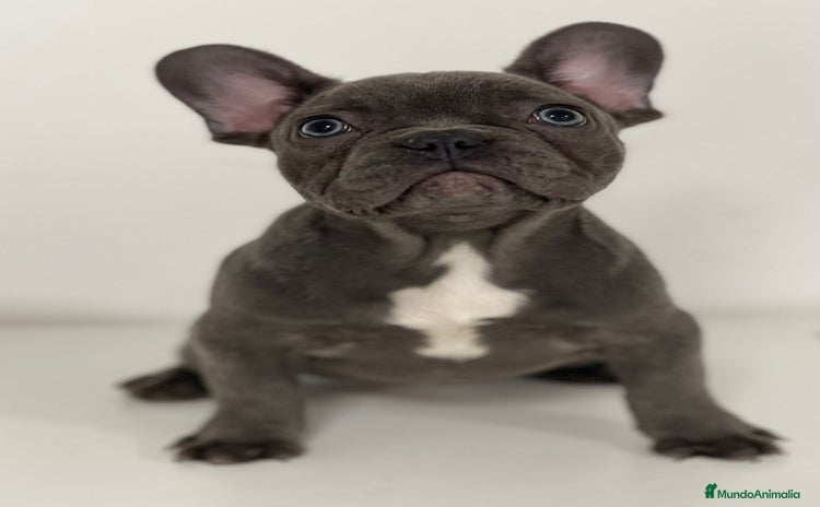 Bulldog Francés perros - Propaganda 1