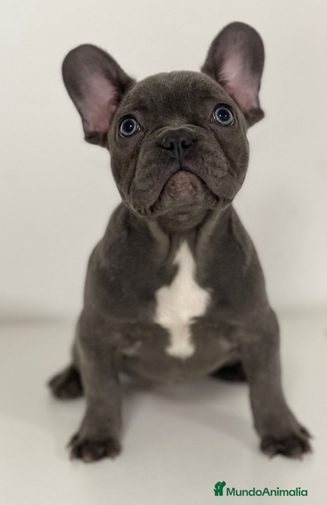 Bulldog Francés perros en venta: BULLDOG FRANCÉS - Imagen 1