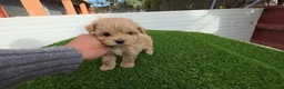 Maltipoo perros en venta: Maltipoo - Anuncio 1