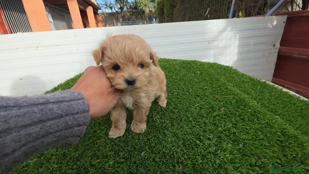 Maltipoo perros en venta: Maltipoo - Anuncio 1