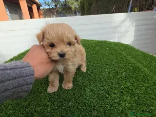 Maltipoo perros Maltipoo - Anuncio 5