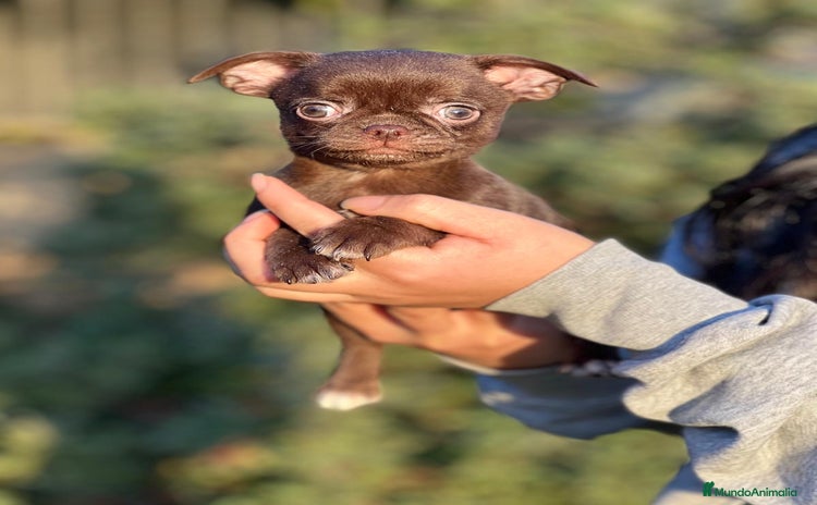 Chihuahua perros en Barcelona - Propaganda 1