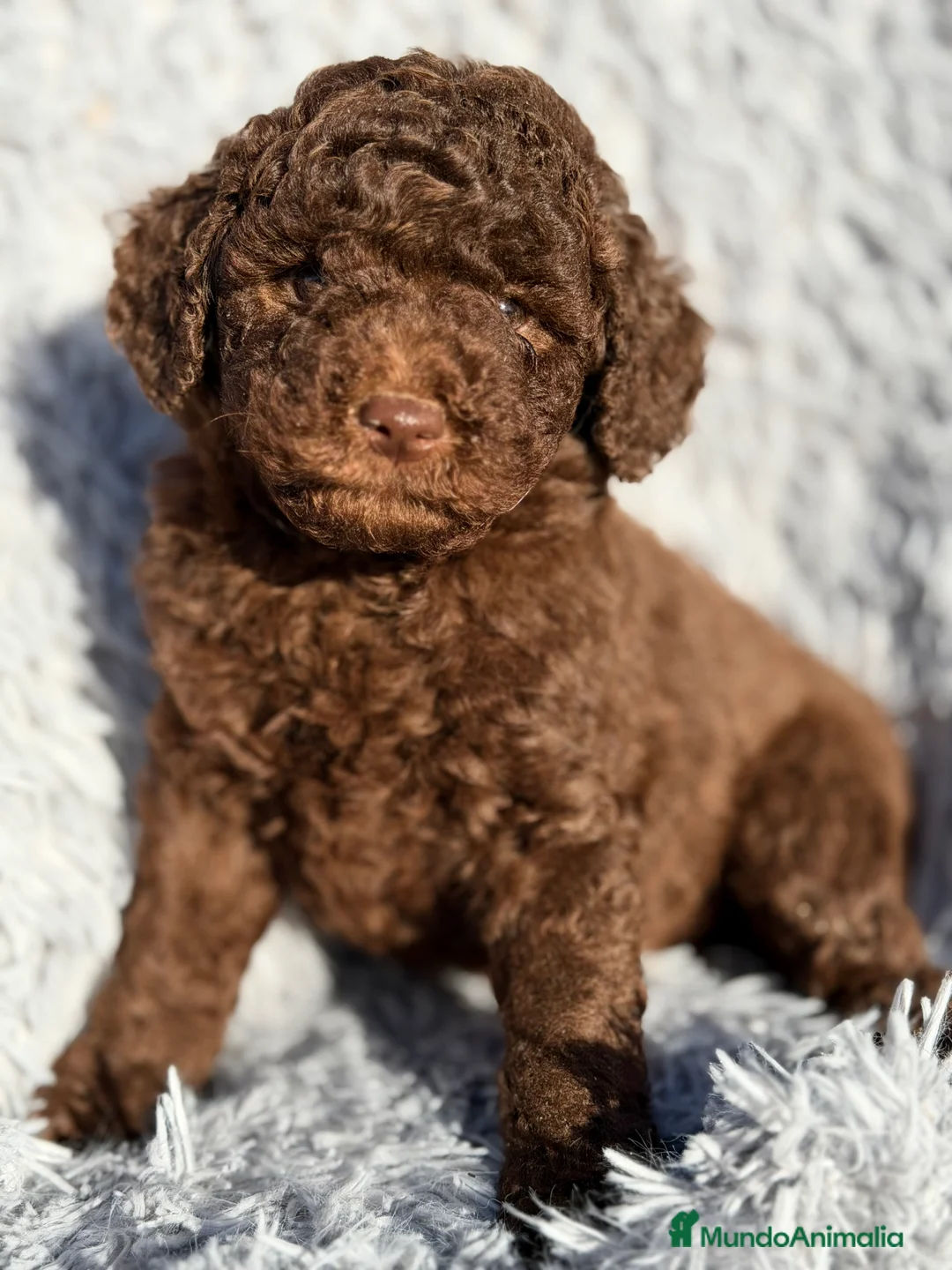 Caniche Enano perros en venta: Caniche enano chocolate  - Anuncio 2