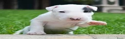 Bull Terrier perros en venta: Bull Terrier  - Anuncio 5