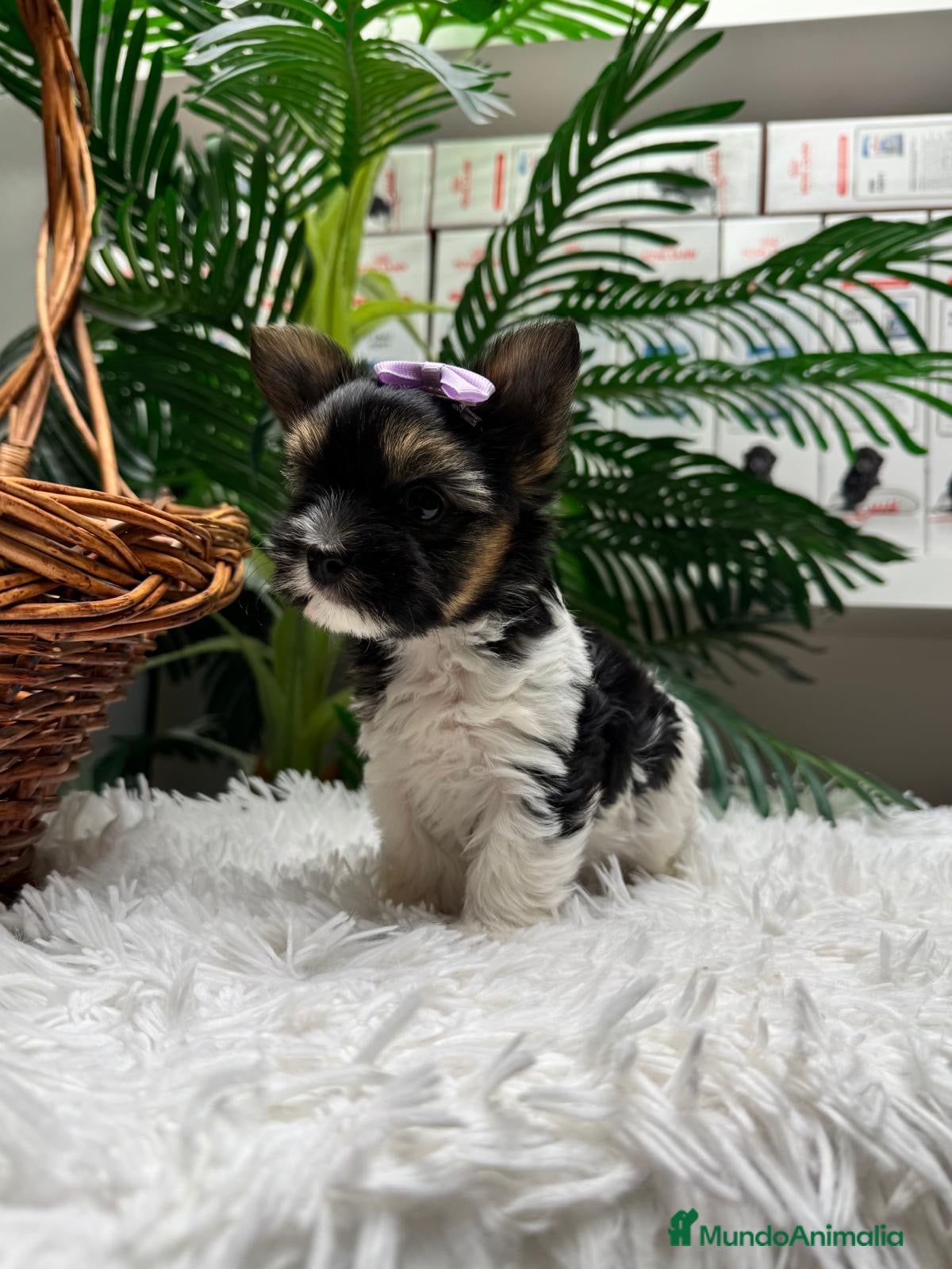 Yorkshire Terrier perros YORKSHIRE BIEWER - Anuncio 1