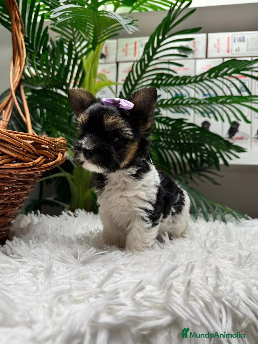 Yorkshire Terrier perros en venta: YORKSHIRE BIEWER - Anuncio 1