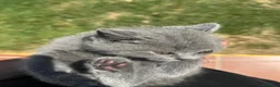 Británico de Pelo Corto Azul gatos en venta:  gato brithish azules - Anuncio 5