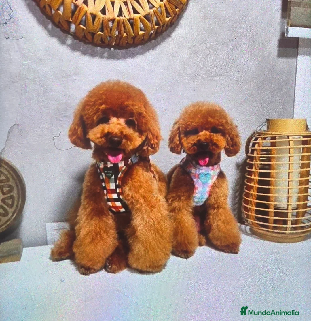 Caniche Toy perros en venta: Machos y hembras de caniche toy  - Anuncio 1