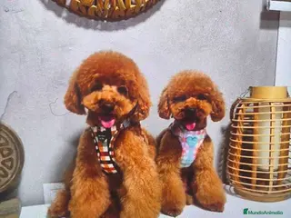 Caniche Toy perros Machos y hembras de caniche toy - Anuncio 2