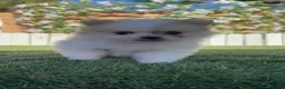 Pomerania perros en venta: POMERANIA - Anuncio 18