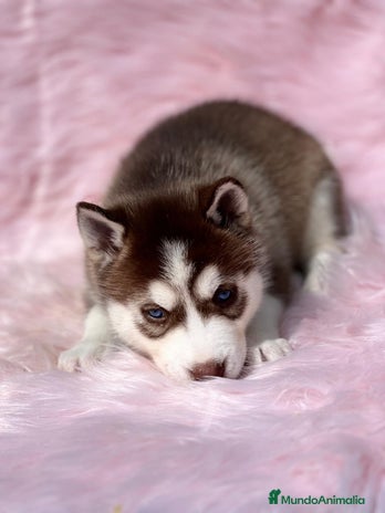 Husky Siberiano perros en Barcelona - Anuncio 12