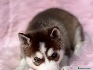 Husky Siberiano perros HUSKY ROJOS DISPONIBLES en Barcelona - Anuncio 26