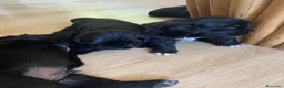 Terranova perros en venta: Terranova 641387649 - Anuncio 2