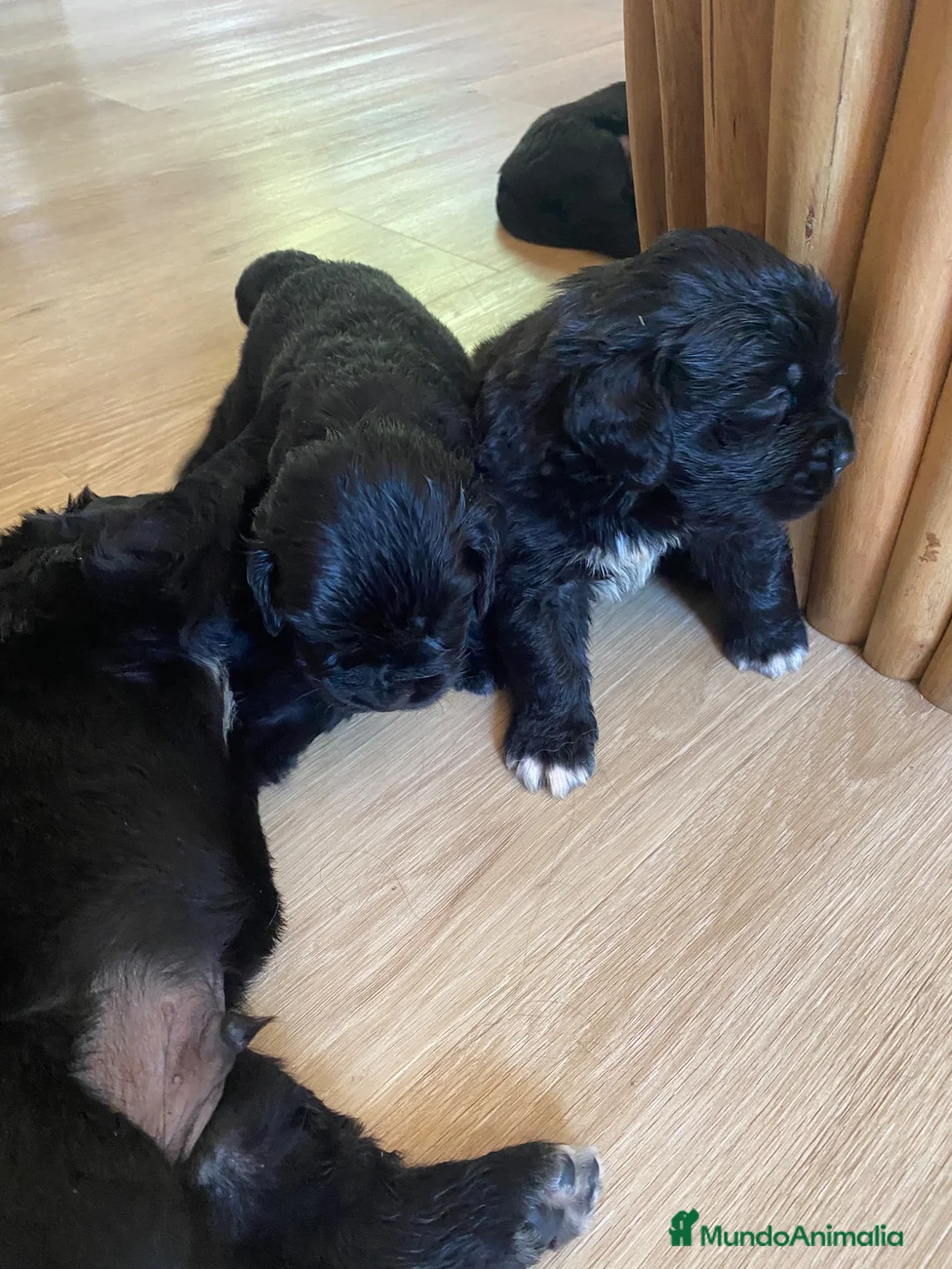 Terranova perros en venta: Terranova 641387649 - Anuncio 2