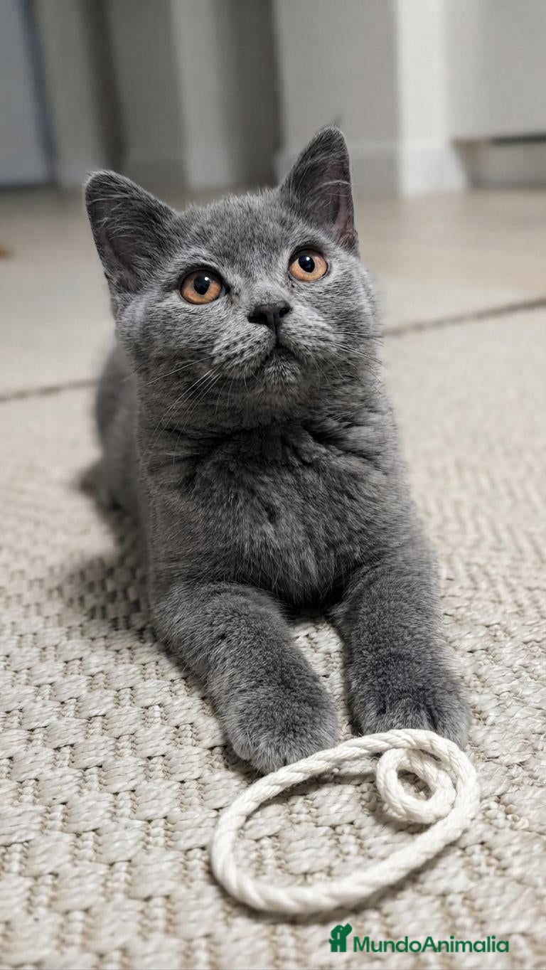Británico de Pelo Corto Azul gatos Gatito British Shorthair  - Anuncio 1