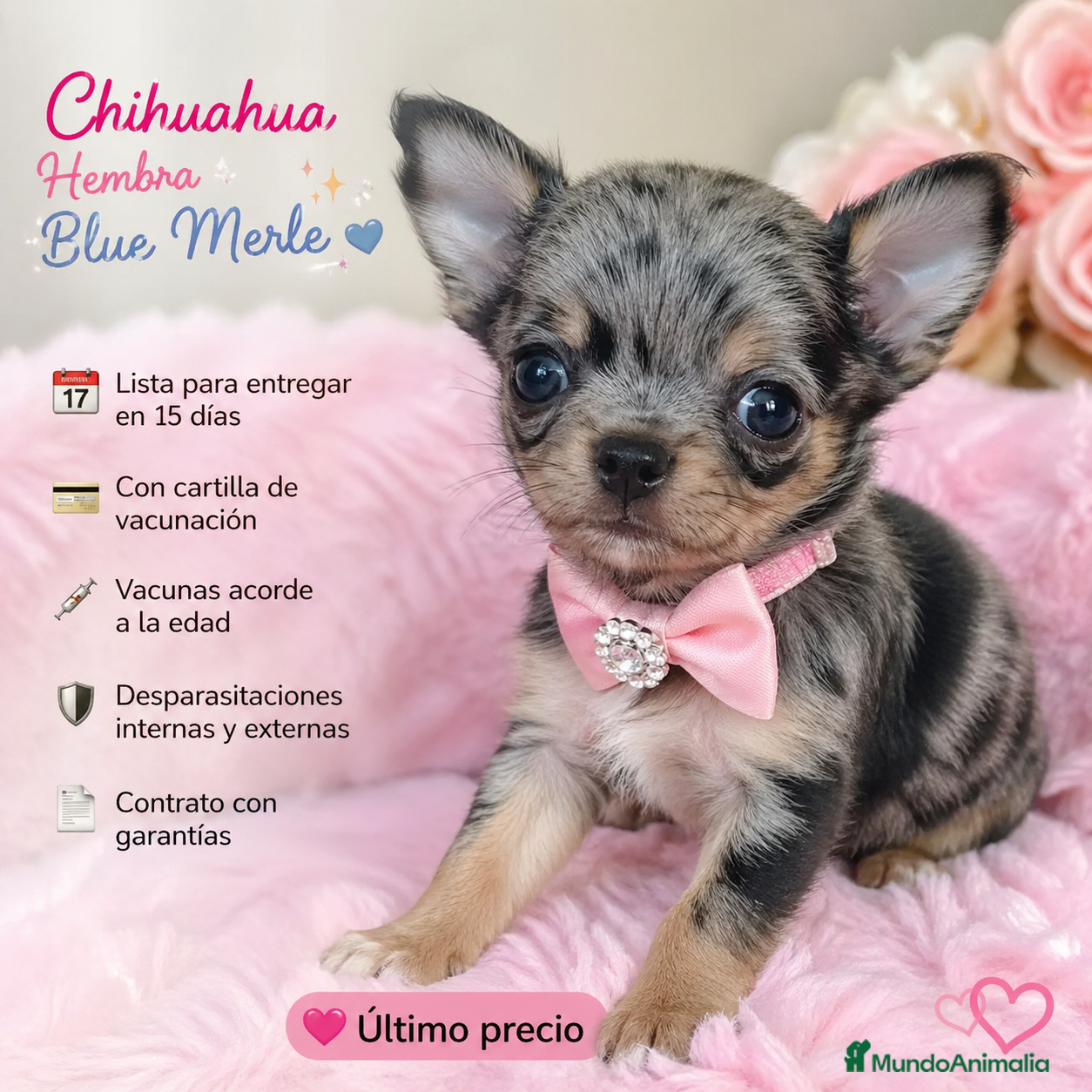Chihuahua perros HEMBRA CHIHUAHUA, IMPERIAL CANIS  - Anuncio 1