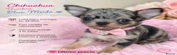 Chihuahua perros en venta: HEMBRA CHIHUAHUA, IMPERIAL CANIS  en Barcelona - Anuncio 1