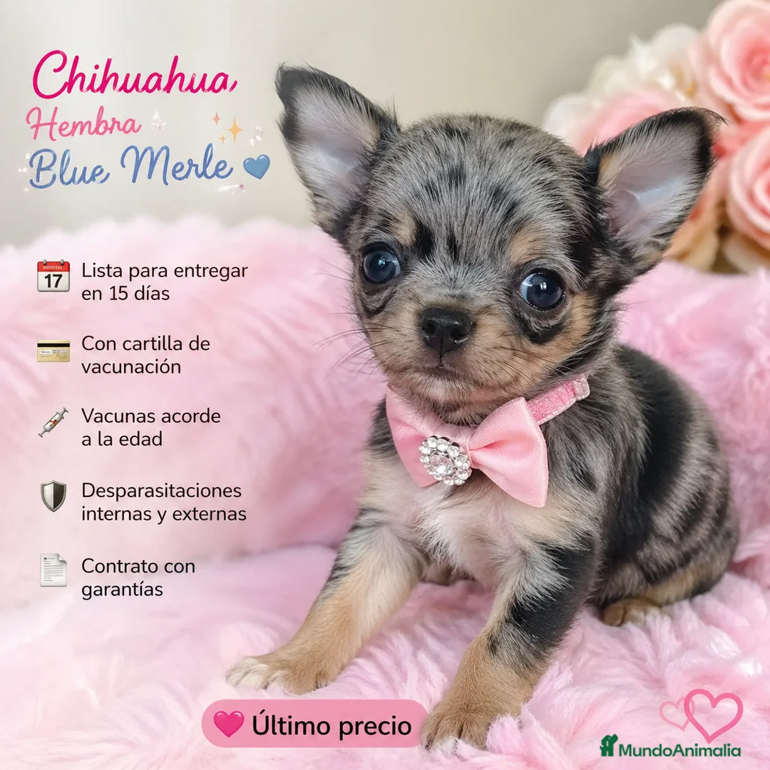 Chihuahua perros en venta: HEMBRA CHIHUAHUA, IMPERIAL CANIS  en Barcelona - Anuncio 1