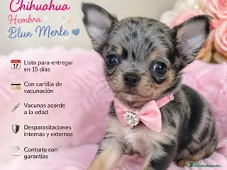 Chihuahua perros HEMBRA CHIHUAHUA, IMPERIAL CANIS - Anuncio 1