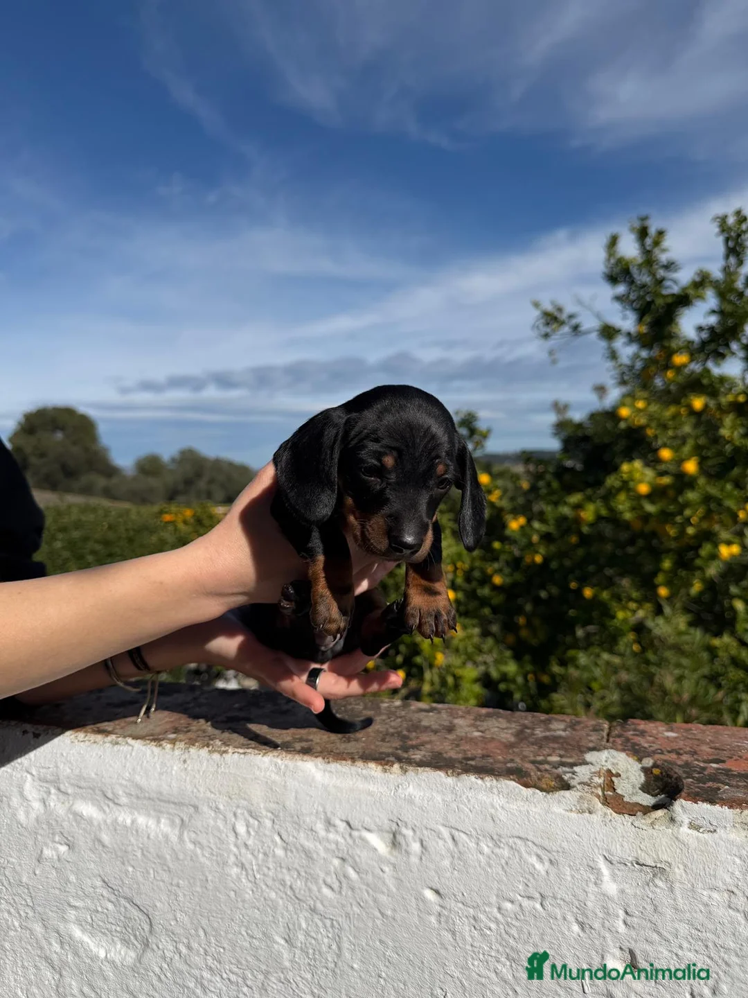 Teckel Miniatura perros en venta: Teckel mini - Anuncio 2