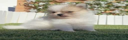 Pomerania perros en venta: POMERANIA - Anuncio 11