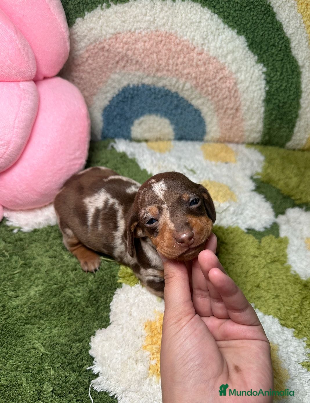 Teckel Miniatura perros Teckel Kaninchen Arlequin Chocolate Hembra - Anuncio 2