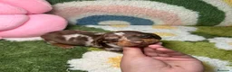 Teckel Miniatura perros en venta: Teckel Kaninchen Arlequin Chocolate Hembra - Anuncio 1