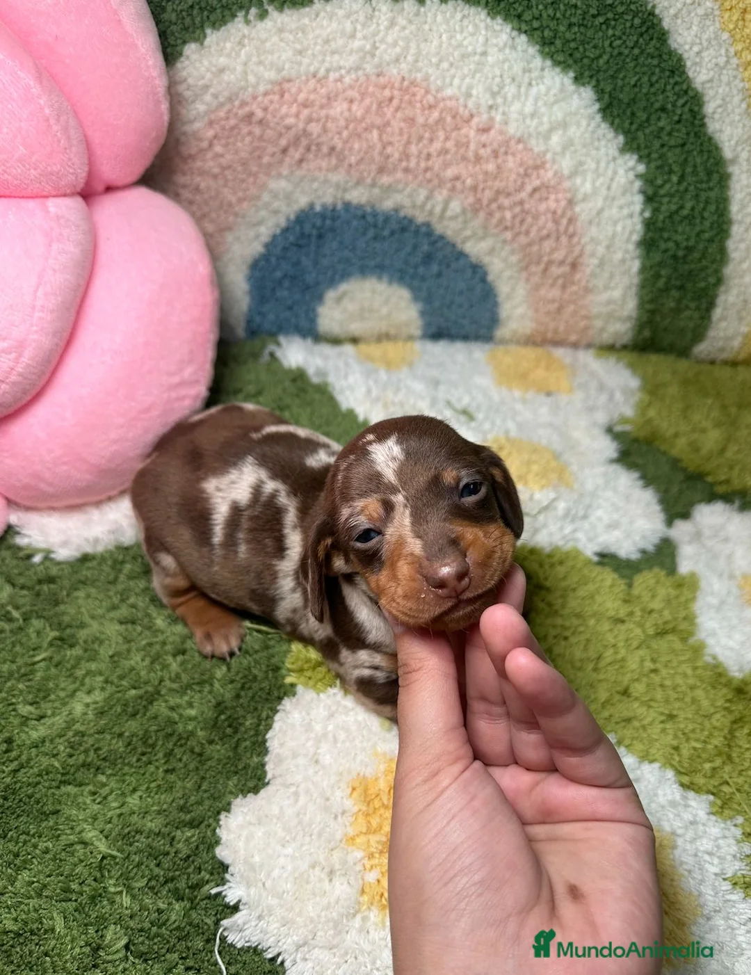Teckel Miniatura perros en venta: Teckel Kaninchen Arlequin Chocolate Hembra - Anuncio 1