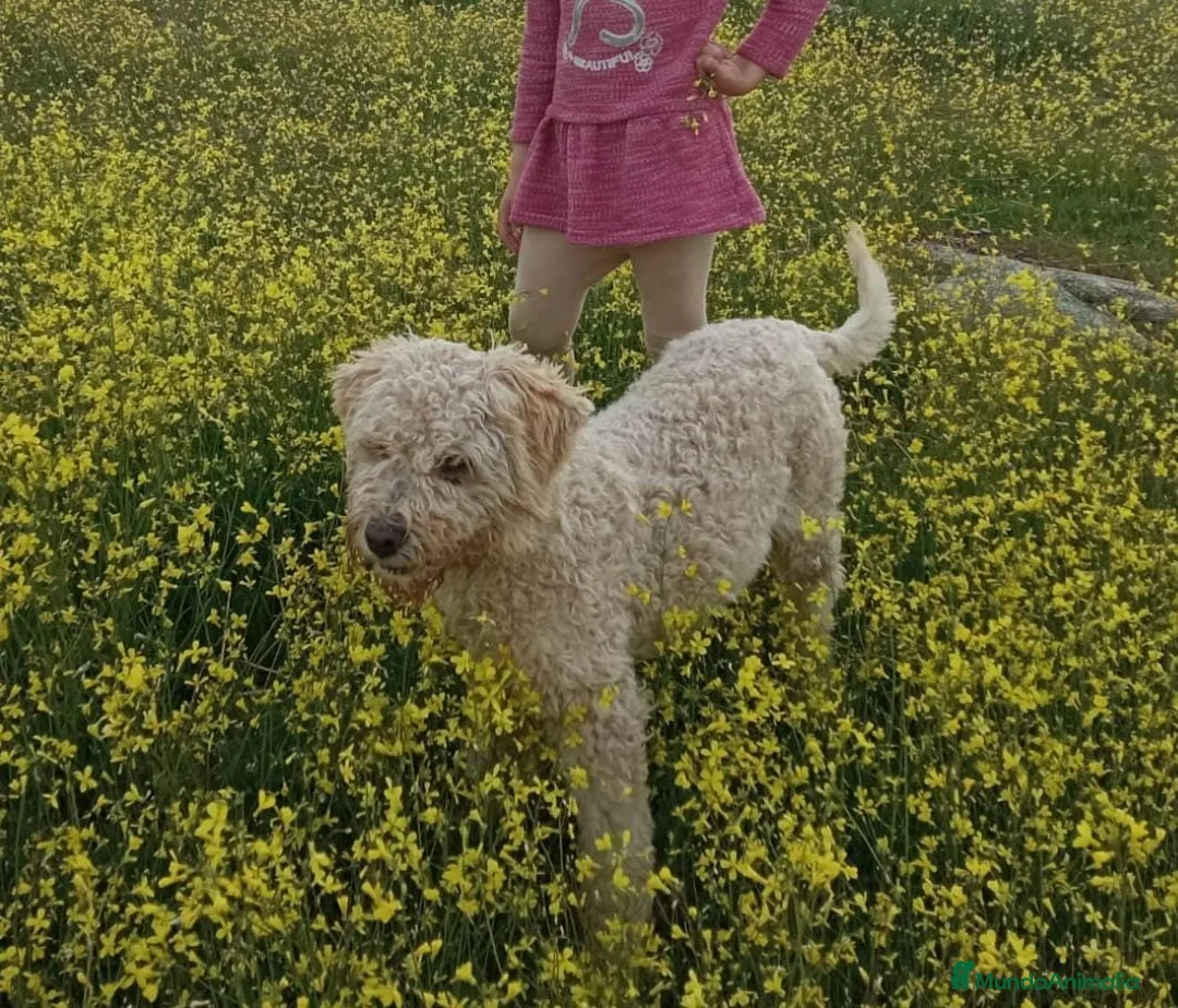 Perro de Agua Español perros en venta: Nueva camada de PDA PraoToro  - Anuncio 2