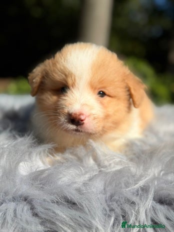 Border Collie perros - Anuncio 1