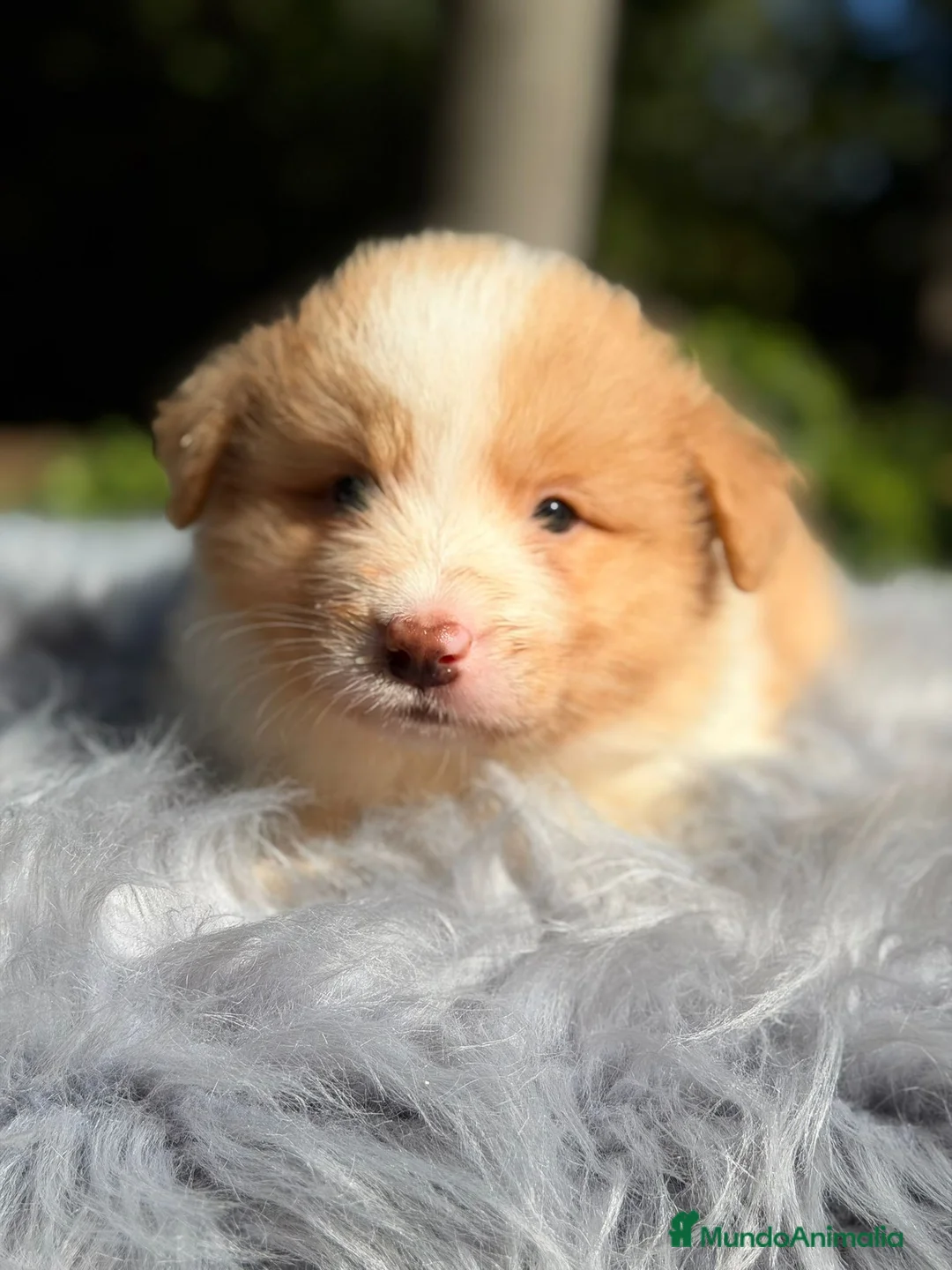 Border Collie perros en venta: Border collie rojo australiano  - Anuncio 1