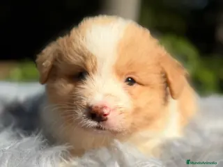 Border Collie perros Border collie rojo australiano - Anuncio 5