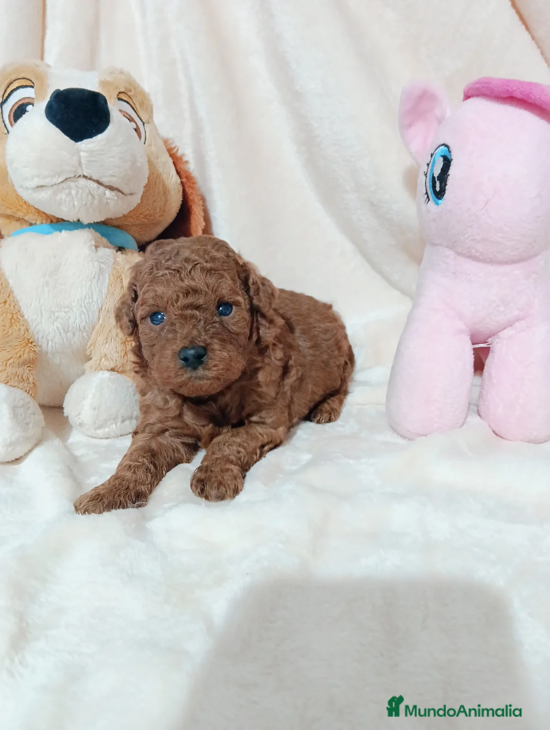 Caniche Toy perros en venta: Caniche toy - Anuncio 3