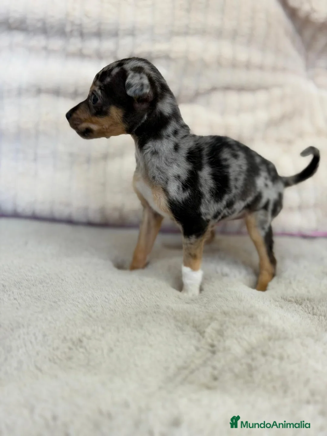 Pinscher Miniatura perros en venta: MINIPINSCHER MERLE EXÓTICO MACHO - Anuncio 6