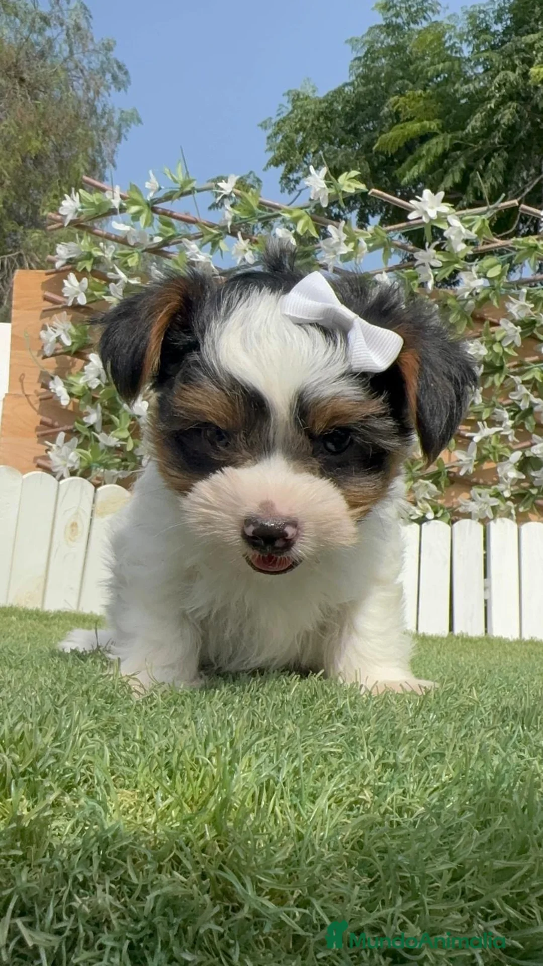 Yorkshire Terrier perros en venta: YORKSHIRE BIEWER - Anuncio 19