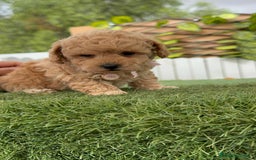 Caniche Toy perros en venta: CANICHE TOY HEMBRA - Imagen 4